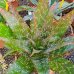 Aloe saponaria (Aloe maculata) - kont. C6L, výška 50–60 cm, ⌀ 20–30 cm Aloe saponaria (Aloe maculata) - kont. C6L, výška 50–60 cm, ⌀ 20–30 cm